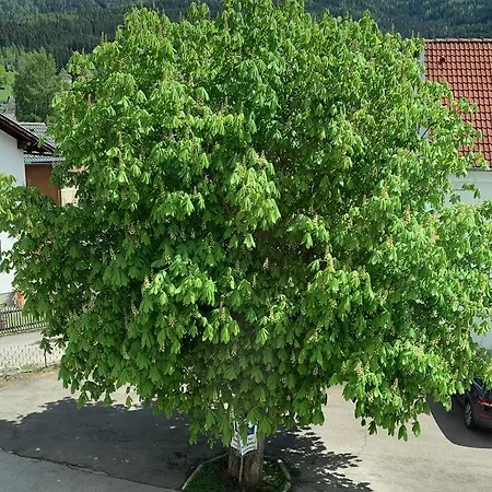 Landgasthof Zur Post 酒店 Mitterdorf im Mürztal