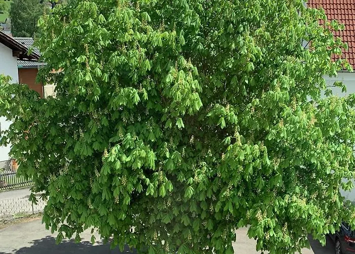 Landgasthof Zur Post Hotel Mitterdorf im Mürztal